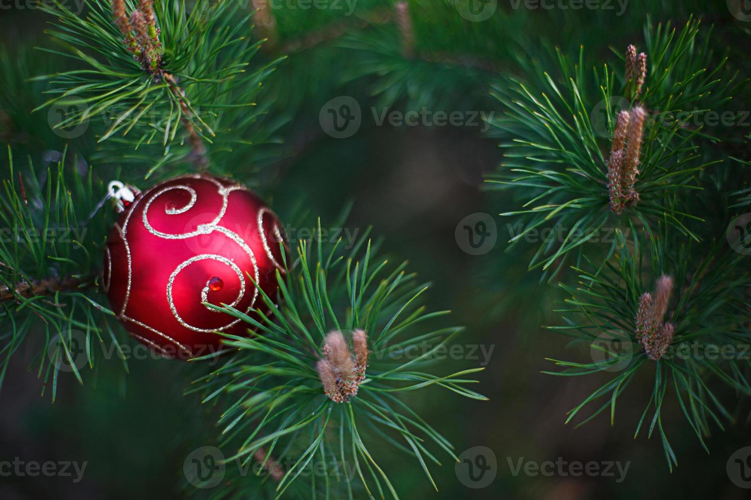 The red Christmas ball is lying on the long green needles of pine branches. New year's concept, green natural background-spruce patern. Space for text photo