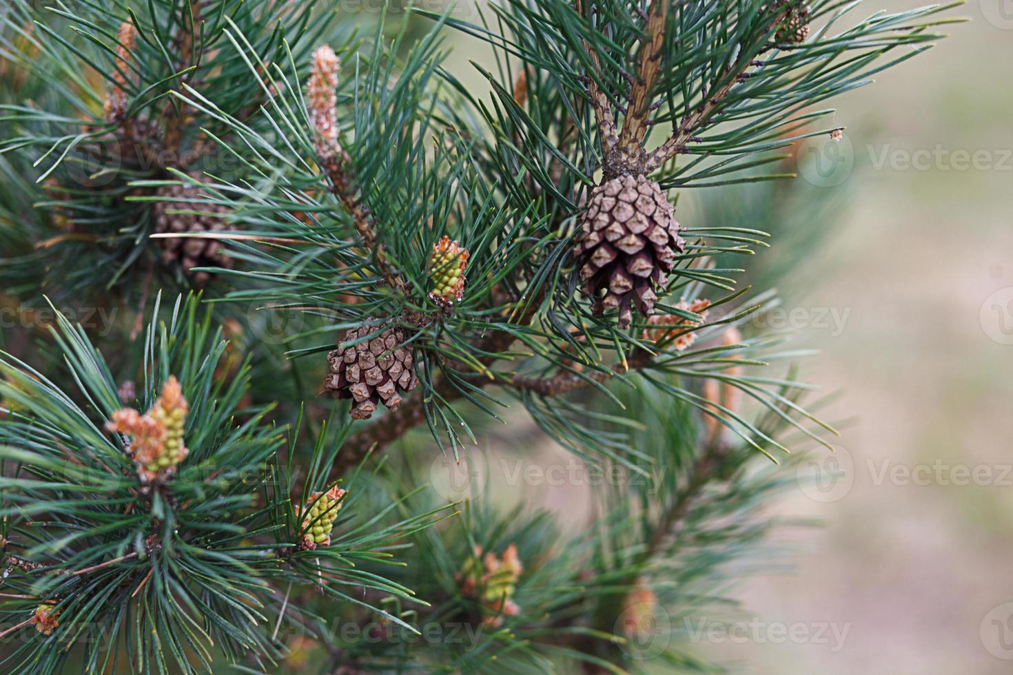Green branches of spruce with needles and cones close-up. Natural background for Christmas and new year. Space for text photo