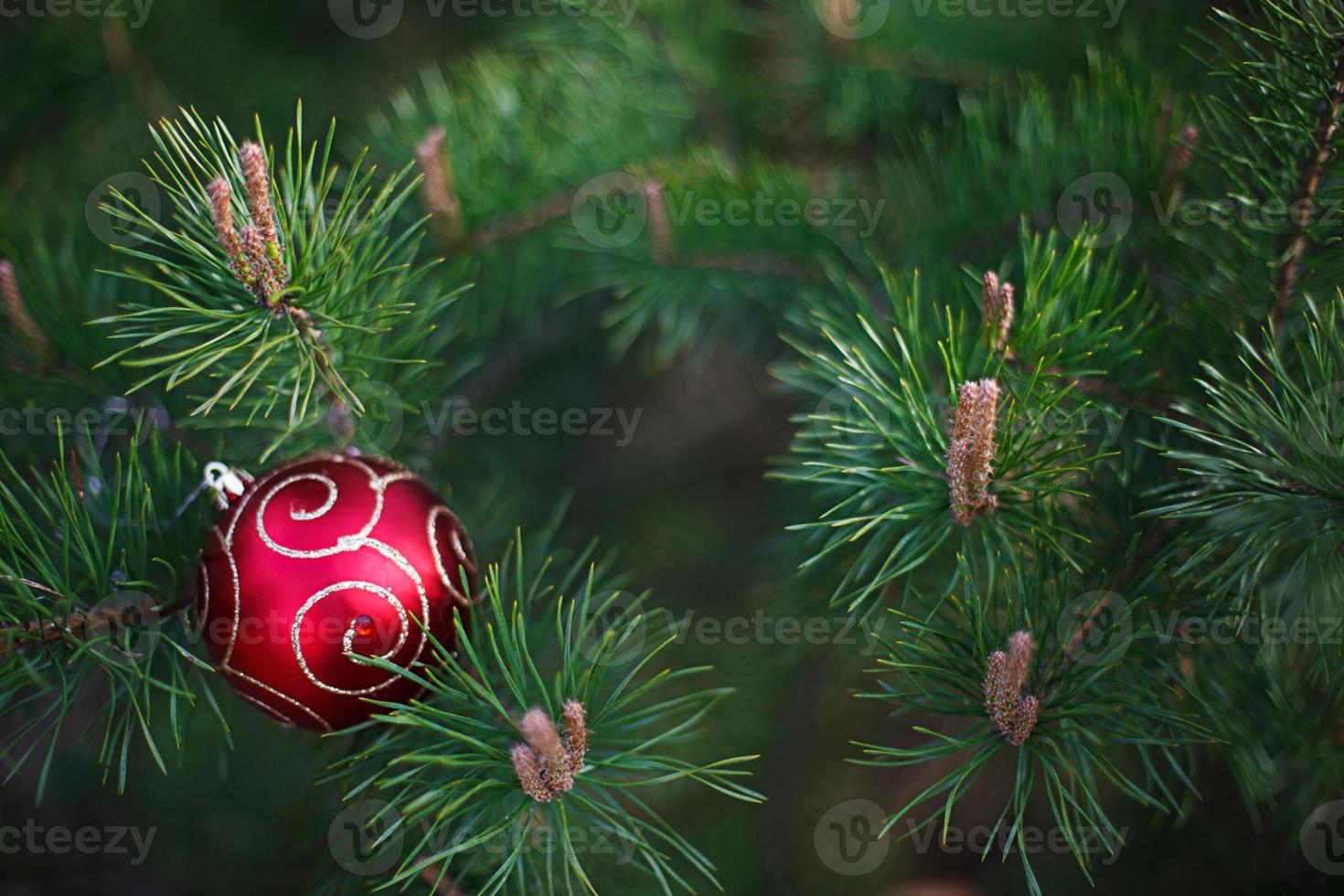 The red Christmas ball is lying on the long green needles of pine branches. New year's concept, green natural background-spruce patern. Space for text photo