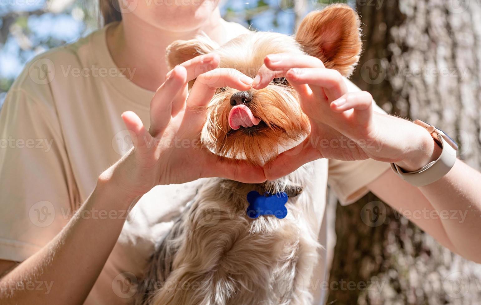 young woman holding small dog puppy yorkshire terrier hiking at the mountains photo