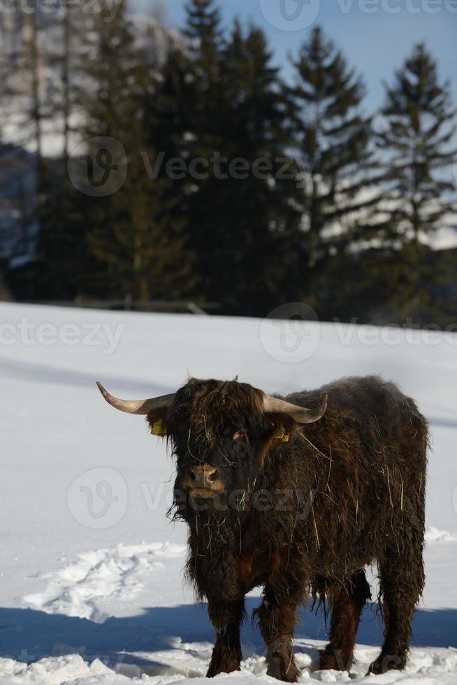 vaca animal en invierno foto