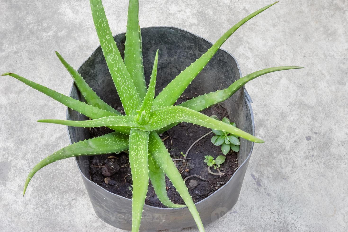 Aloe vera is a herb in pot photo
