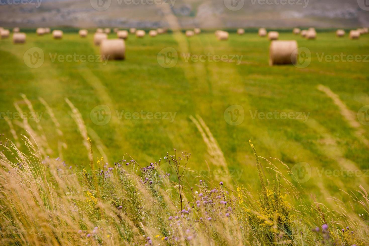 Rolls of hay in a wide field photo