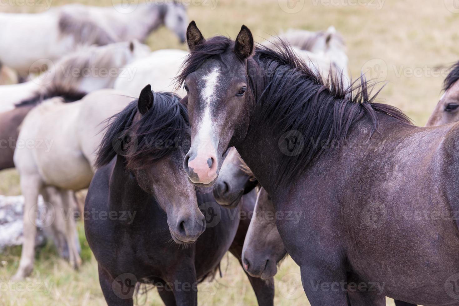 portrait of beautiful wild horses photo