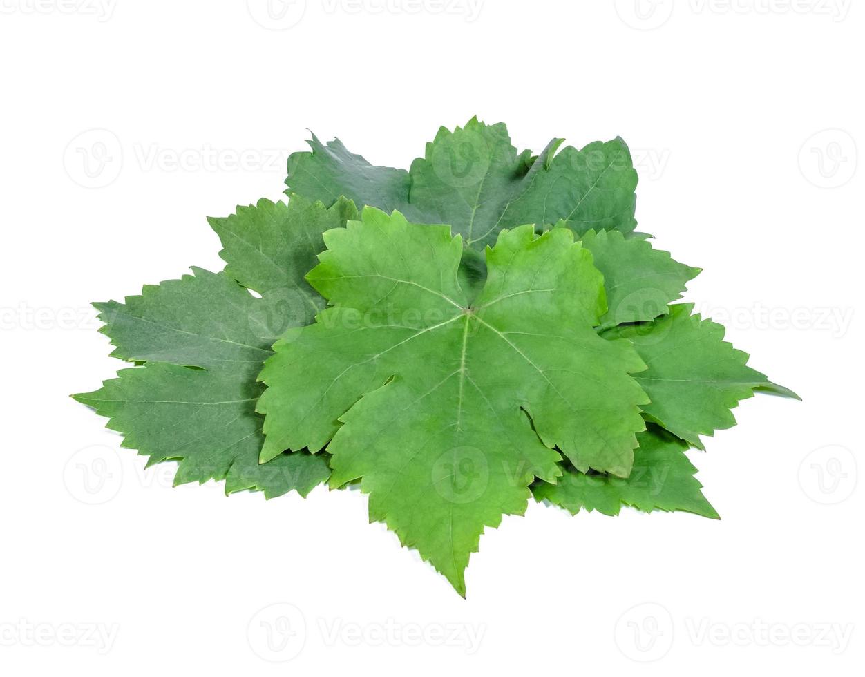 Grape leaves on white background photo