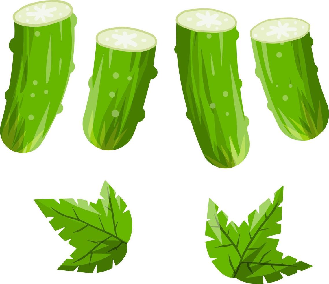 Cucumber. Green fresh vegetable vector