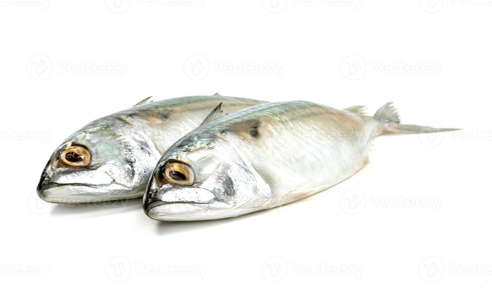 Fresh mackerel fish isolated on white background photo