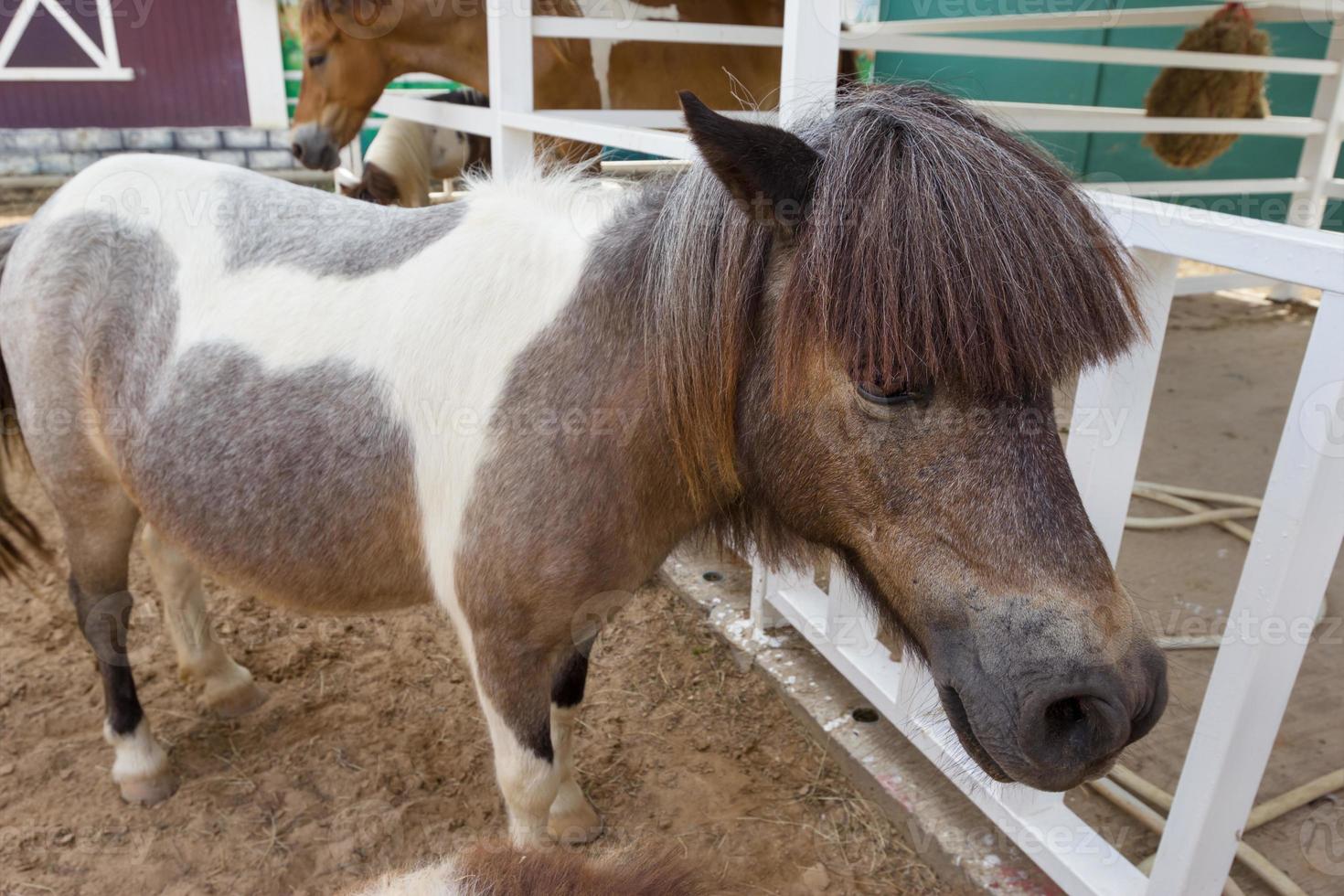 brown horse in farm photo
