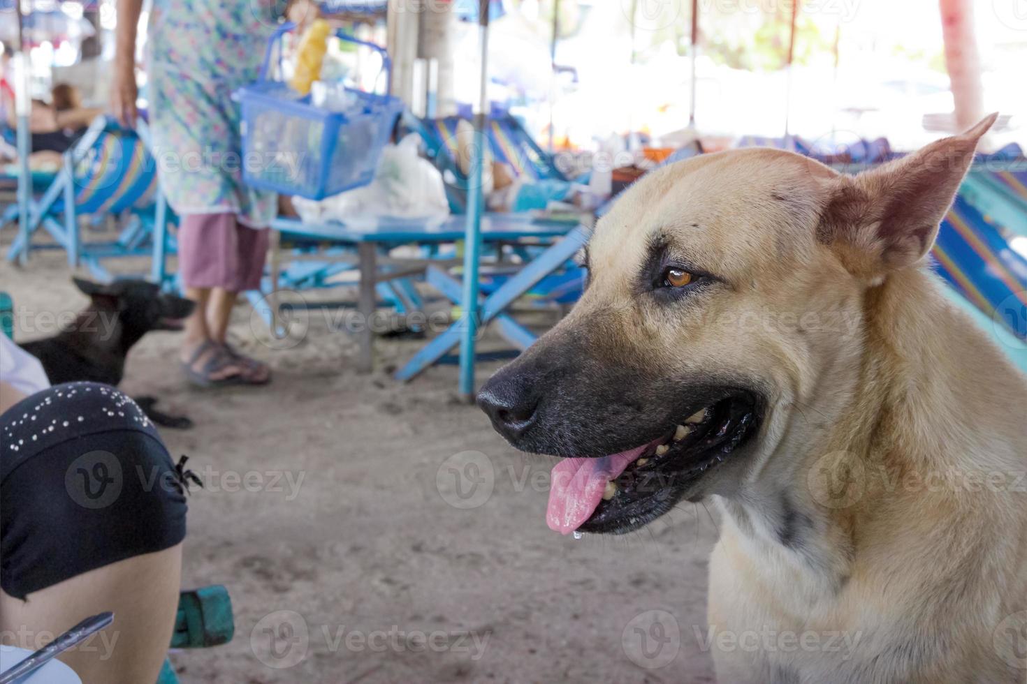 stray dog waiting for food photo