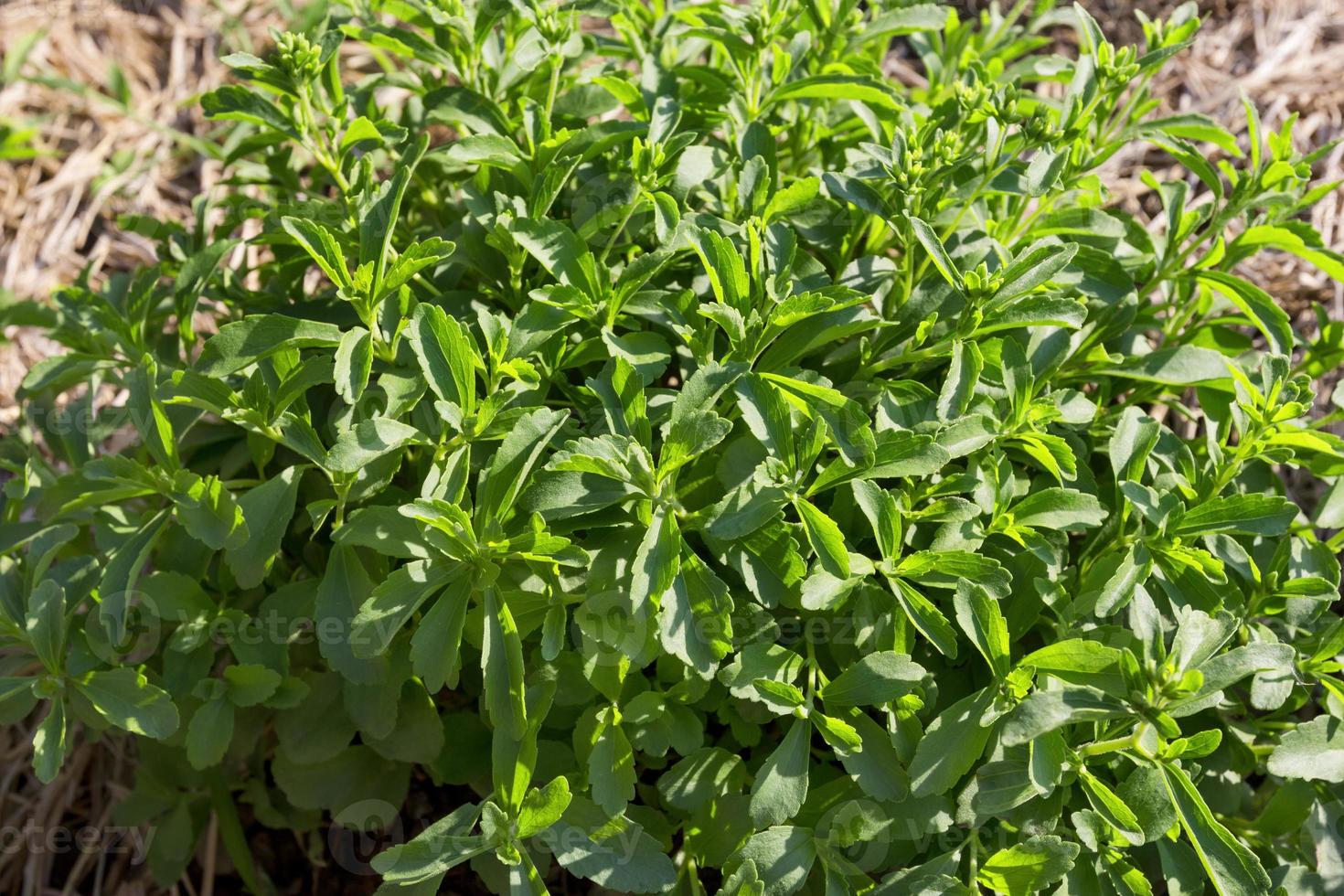 Stevia plant with evening sunlight 10734565 Stock Photo at Vecteezy