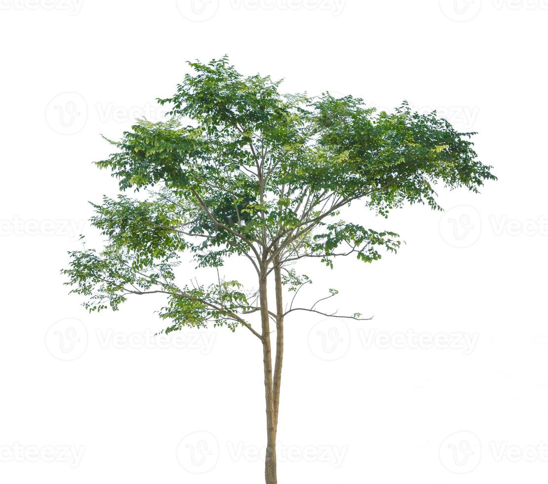 Green Tree isolated on white background photo