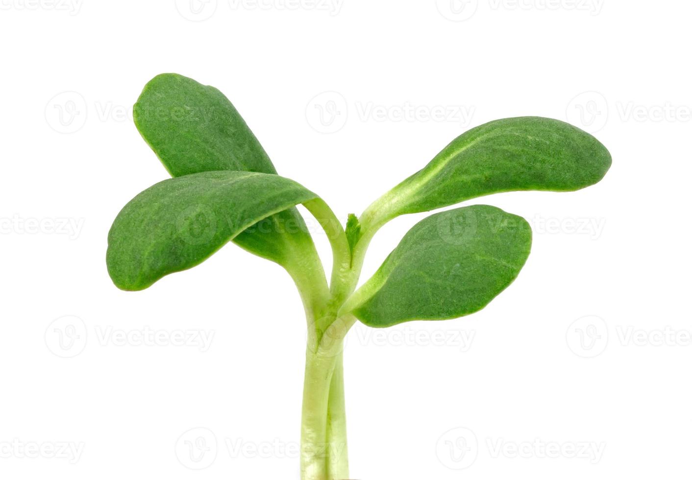 fresh Sunflower Sprout isolated on white background ,Green leaves pattern ,Salad ingredient photo