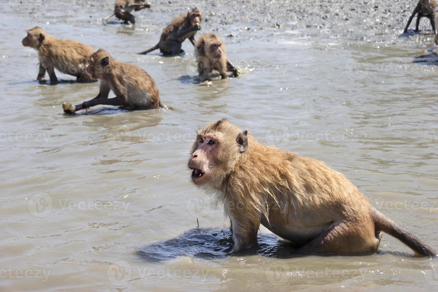 Monkeys on the beach, Thailand photo