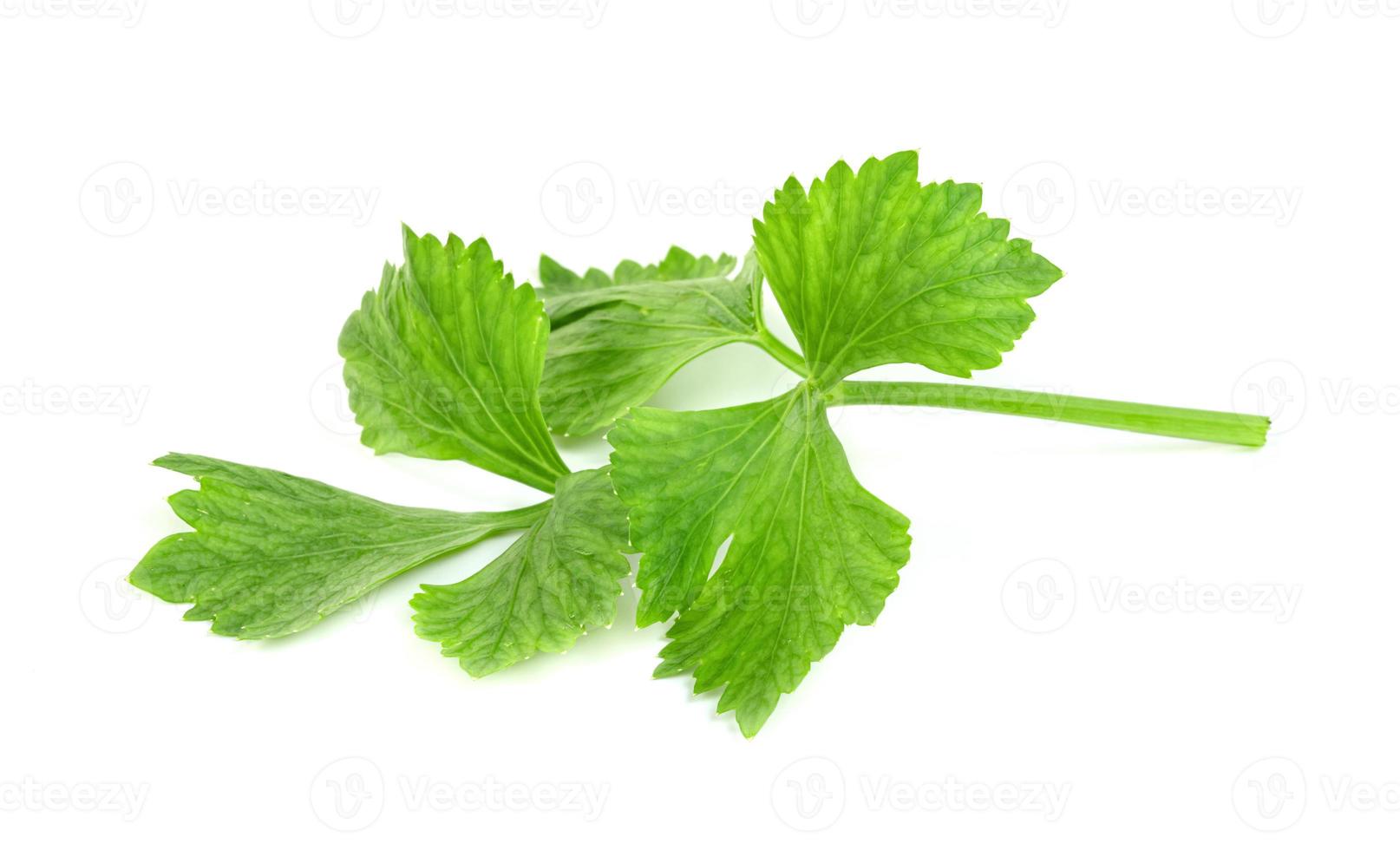 Fresh celery with root isolated on white background ,green leaves pattern photo