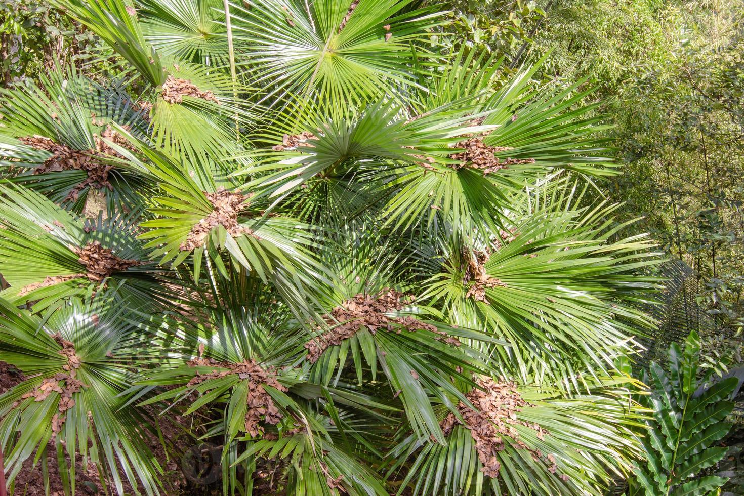 green palm leaves in tropical forest photo