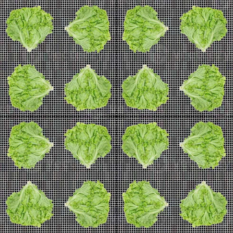 Lettuce leaf on pattern background,Salad ingredient,seamless pattern photo