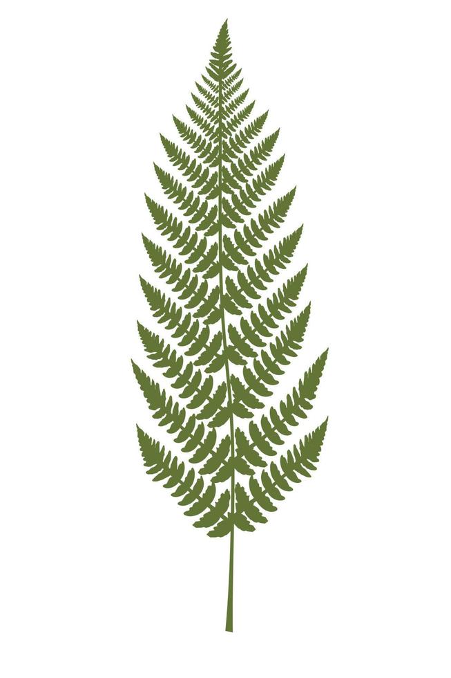 ilustración dibujada a mano vectorial de hoja de helecho tropical aislada en blanco. concepto de planta mística. elemento decorativo para el diseño vector