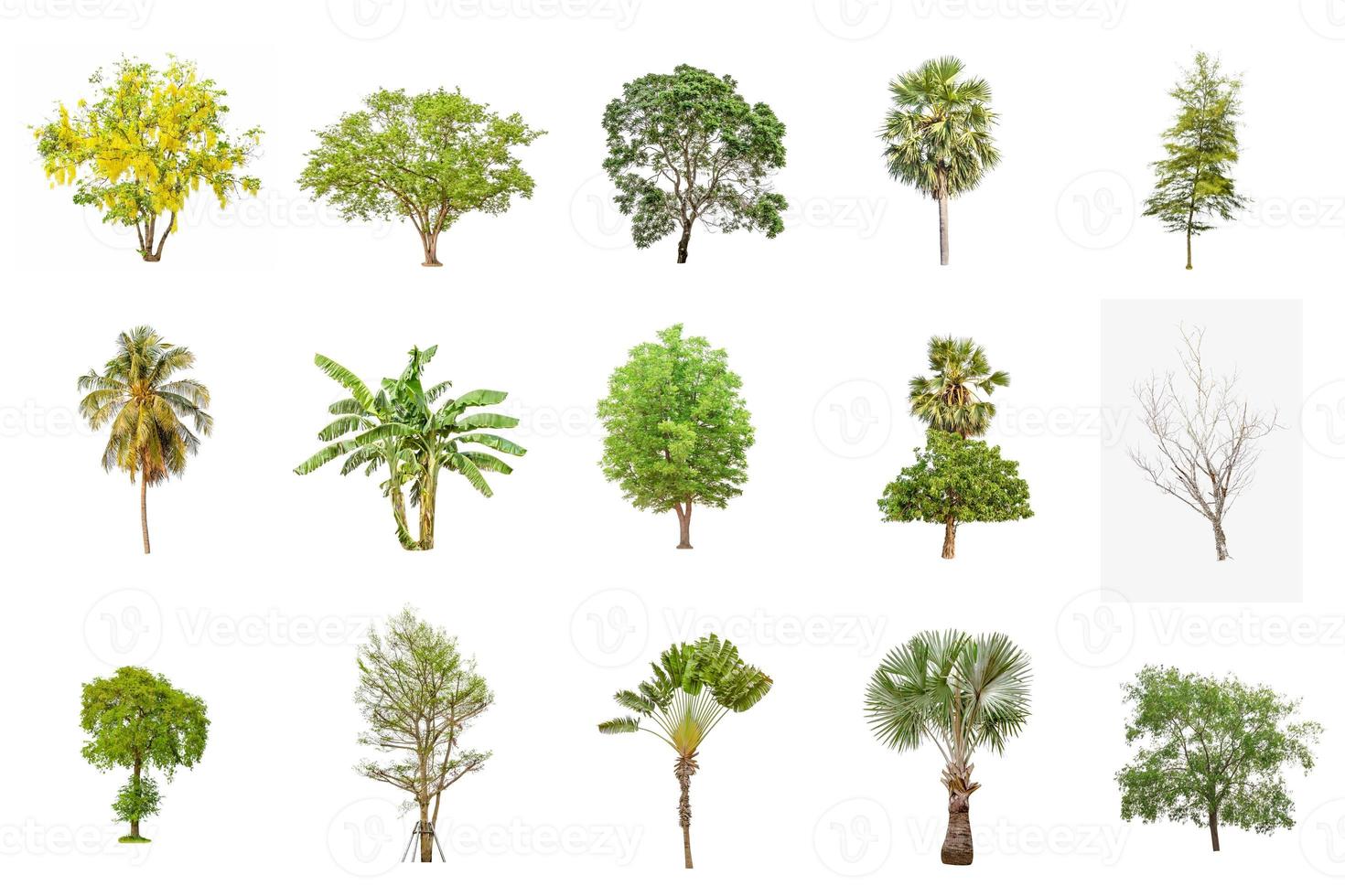 green tree set isolated on white in Thailand photo