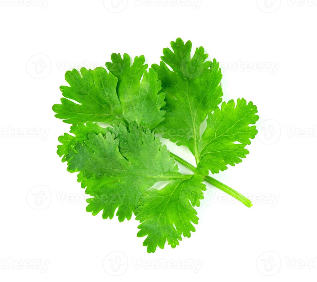 leaf Coriander or Cilantro isolated on white background ,Green leaves pattern photo