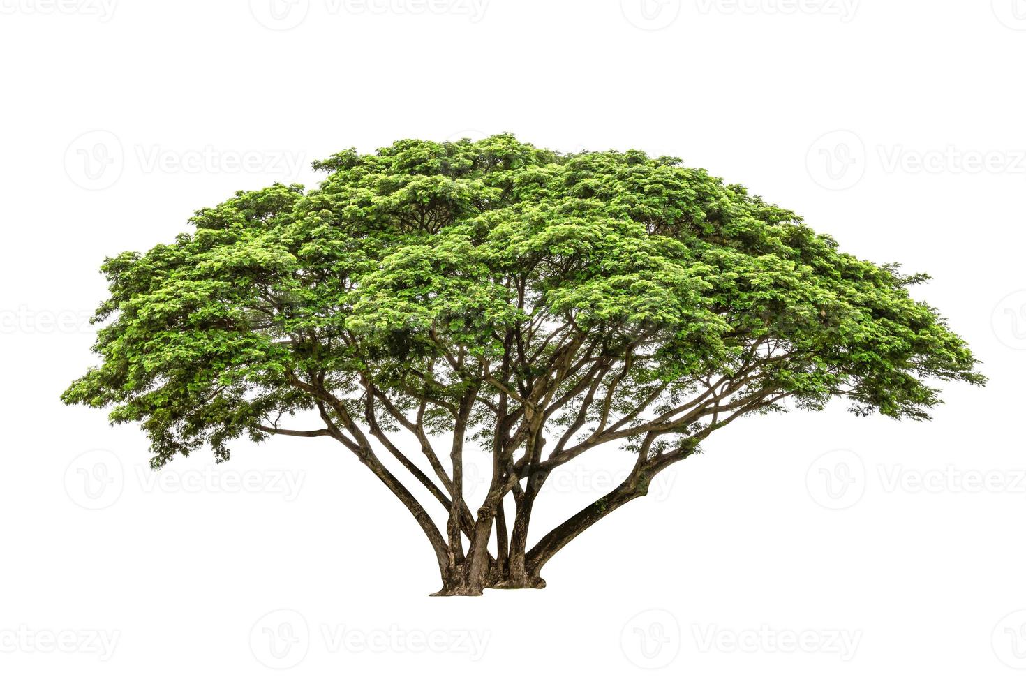 Green Tree isolated on white background photo