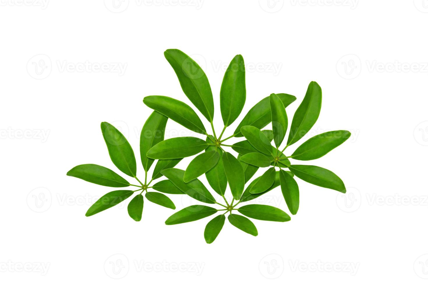 Green leaves pattern, Dwarf Umbrella Tree or Schefflera arboricola,isolated on white background photo