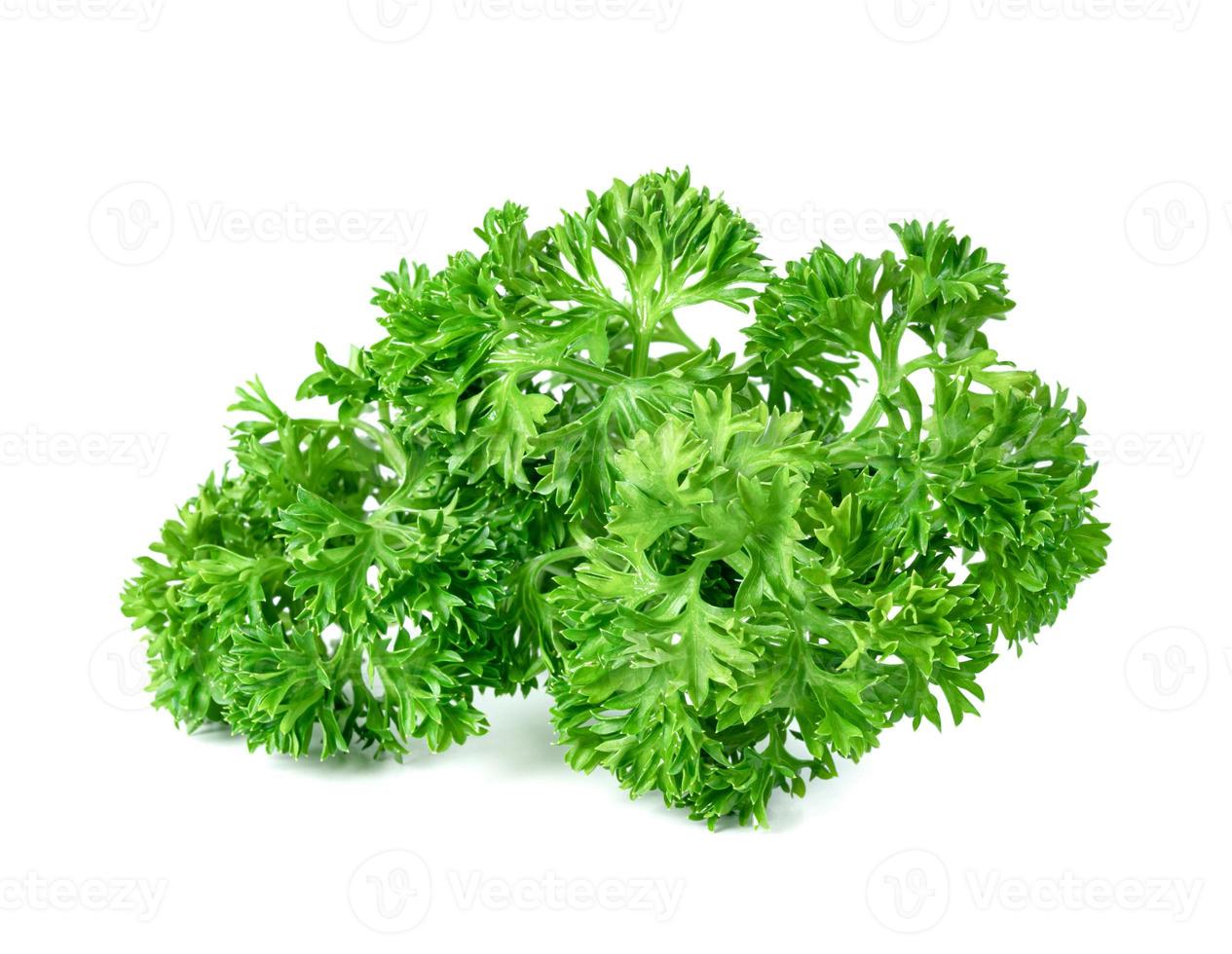 Parsley leaf or Petroselinum crispum leaves isolated on white background ,Green leaves pattern photo