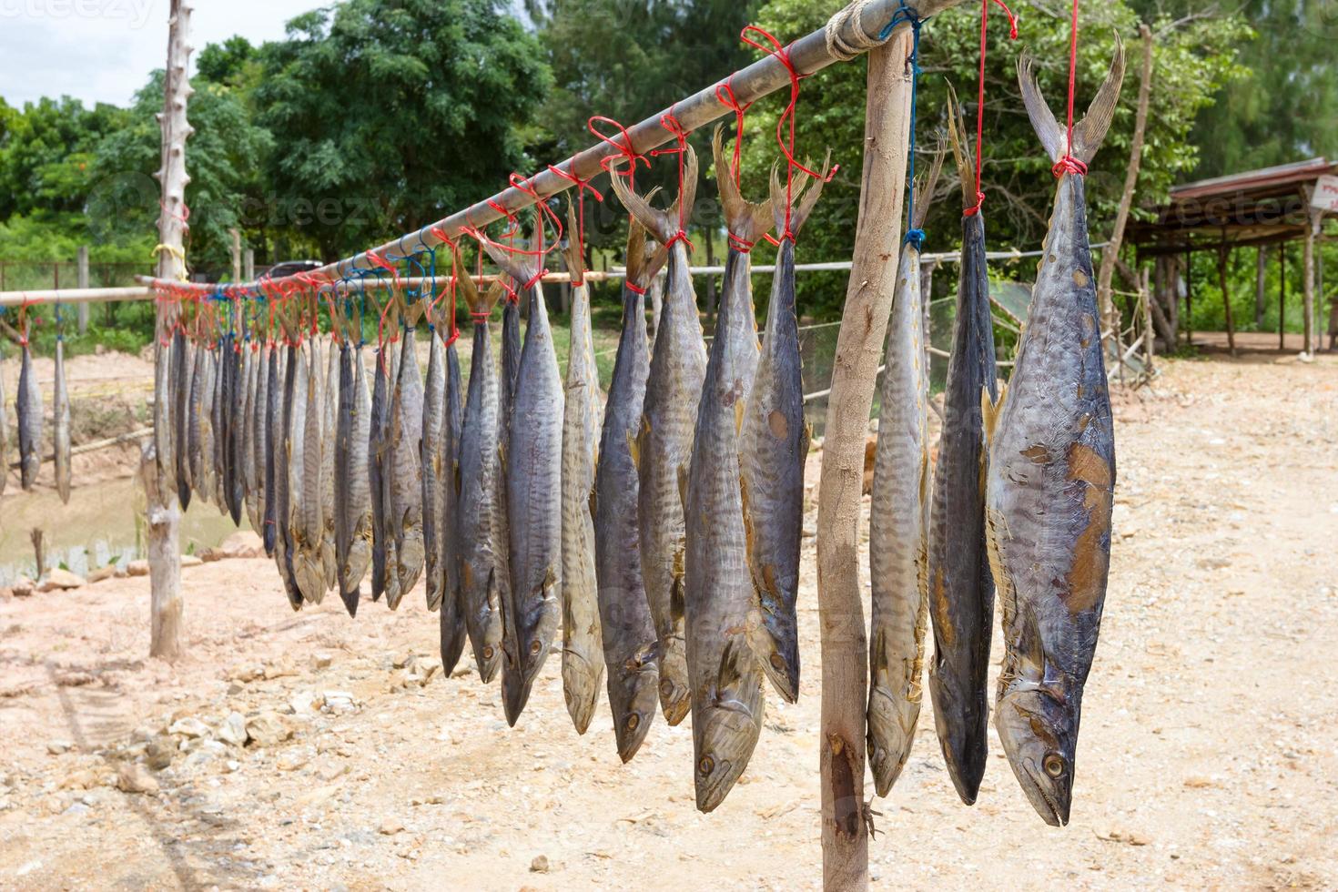 King mackerel dried fish, salted fish photo