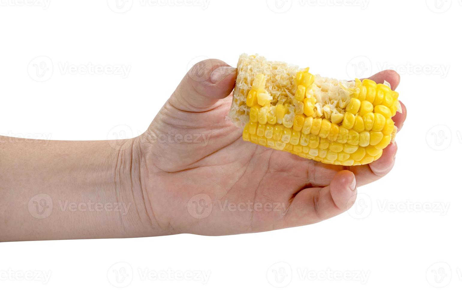 Hand holding bitten corn isolated on white background ,include clipping path photo