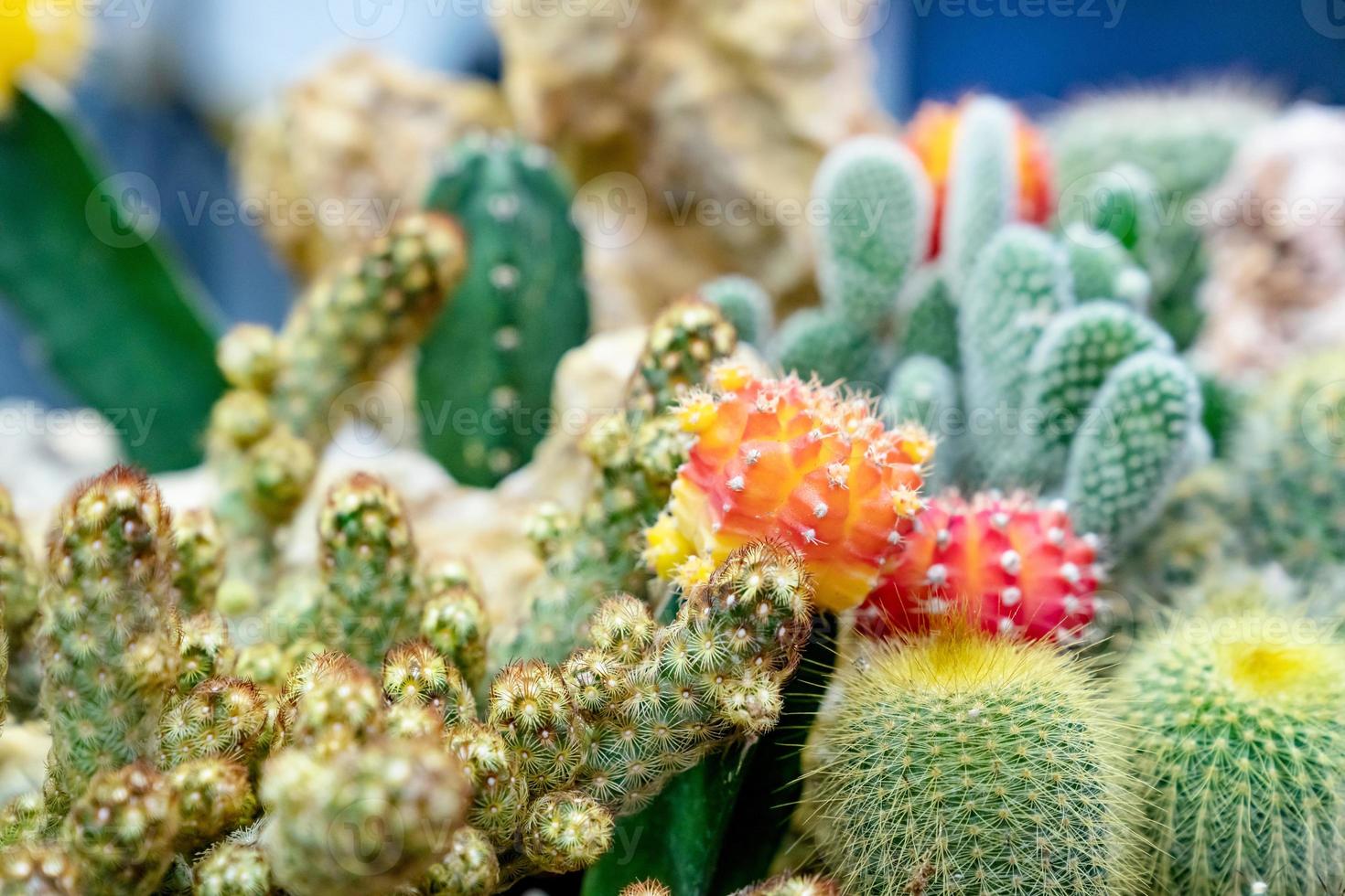 primer plano de varias plantas de cactus en el jardín foto