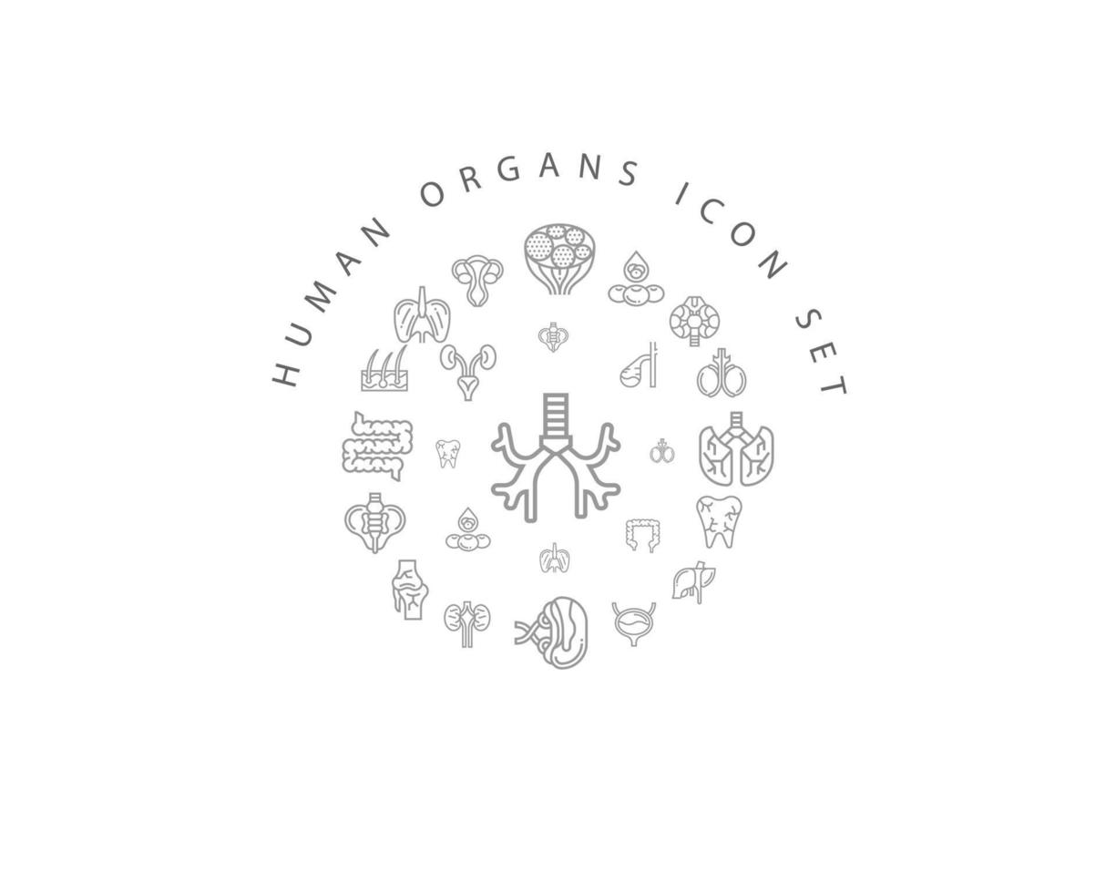 diseño de conjunto de iconos de órganos humanos sobre fondo blanco. vector