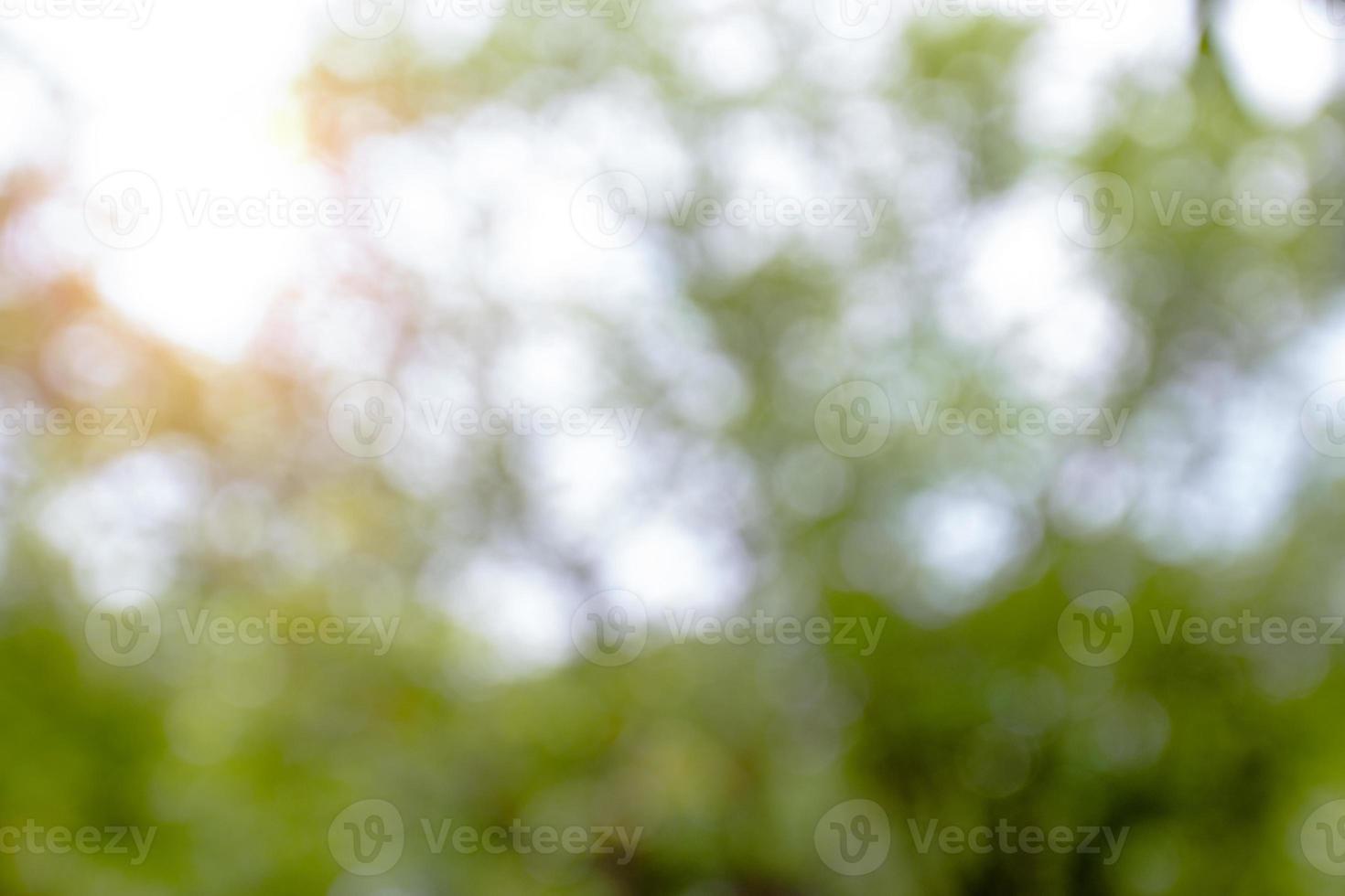 Natural bokeh blurred with morning sunlight photo