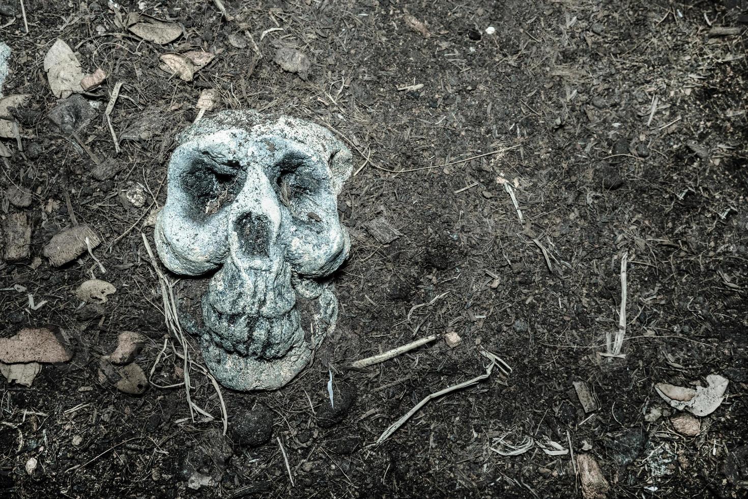 skull in graveyard, filter effect. photo