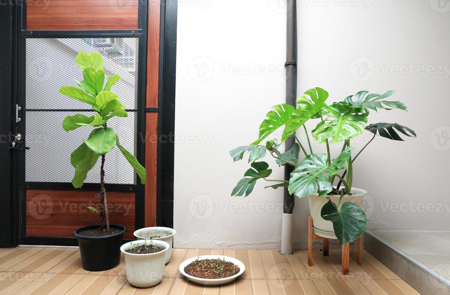 higo de hoja de violín o lirato de ficus en maceta decorada en un jardín interior de estilo minimalista foto