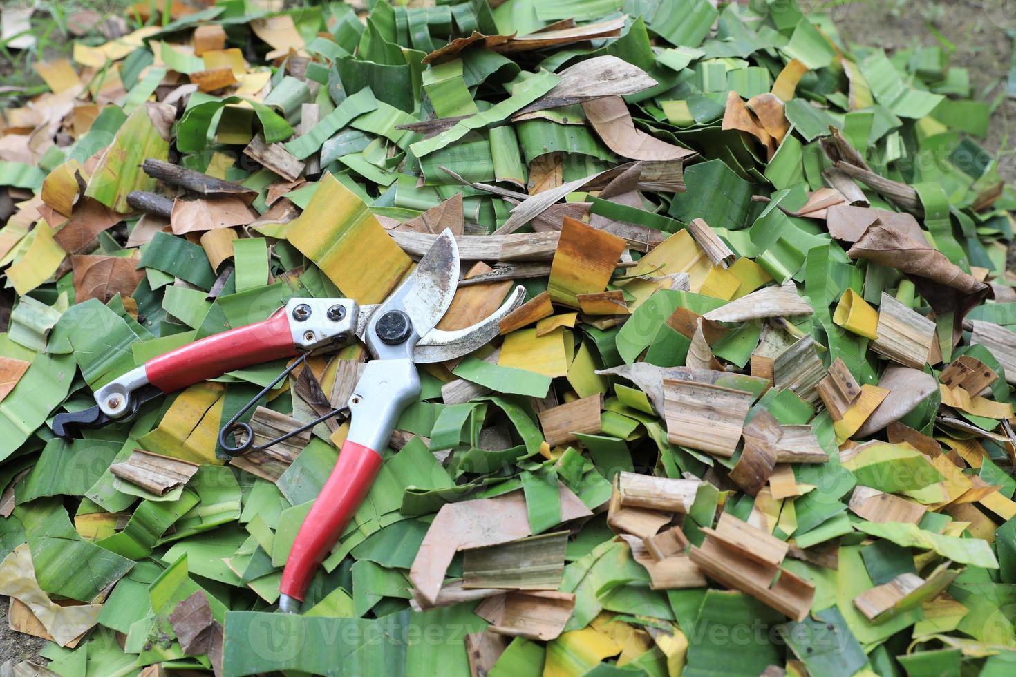 Garden pruning shears on cut leaves preparing for organic fertilizer. Transformation of biodegradable material into fertile soil. photo