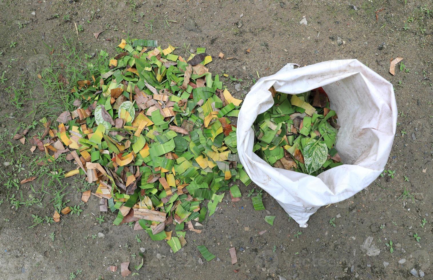 esquejes de hojas preparándose para compost orgánico foto