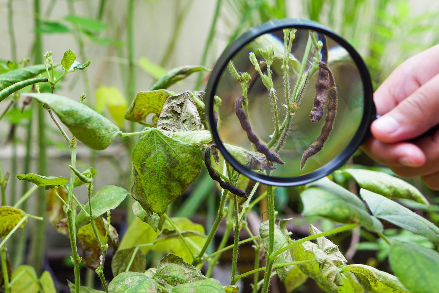 Close up of the mung bean pod with magnifying glass.  Learning and explore concept. photo