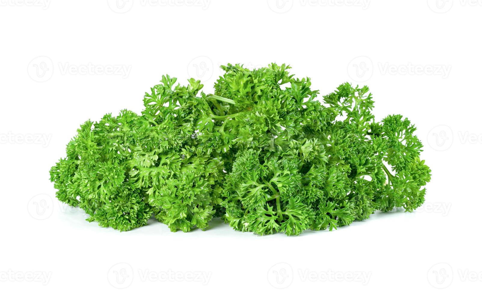 Parsley leaf or Petroselinum crispum leaves isolated on white background ,Green leaves pattern photo