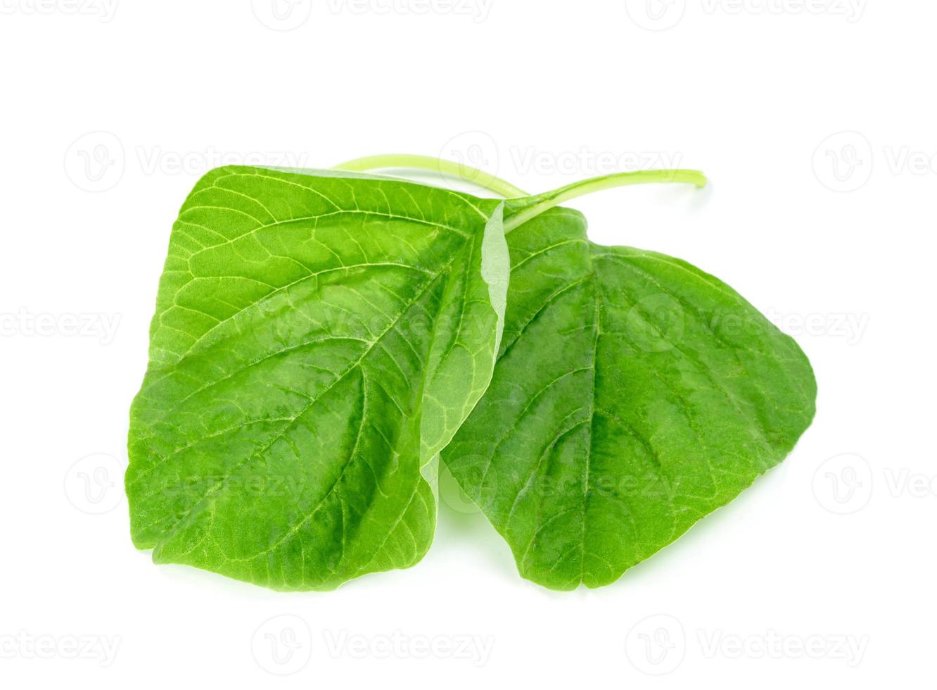 Green spinach leaf or Amaranthus viridis  in Thailand  isolated on white background ,Green leaves pattern photo