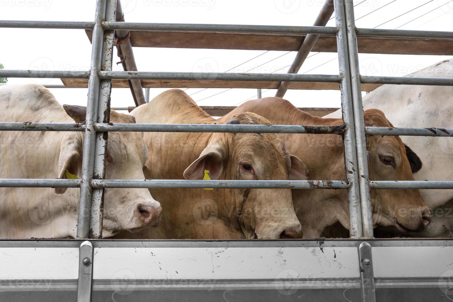 Truck Transport Beef Cattle Cow livestock photo