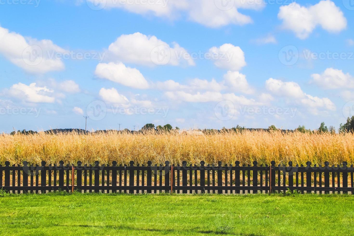 Beautiful summer rural landscape on a Sunny day with blue sky. photo
