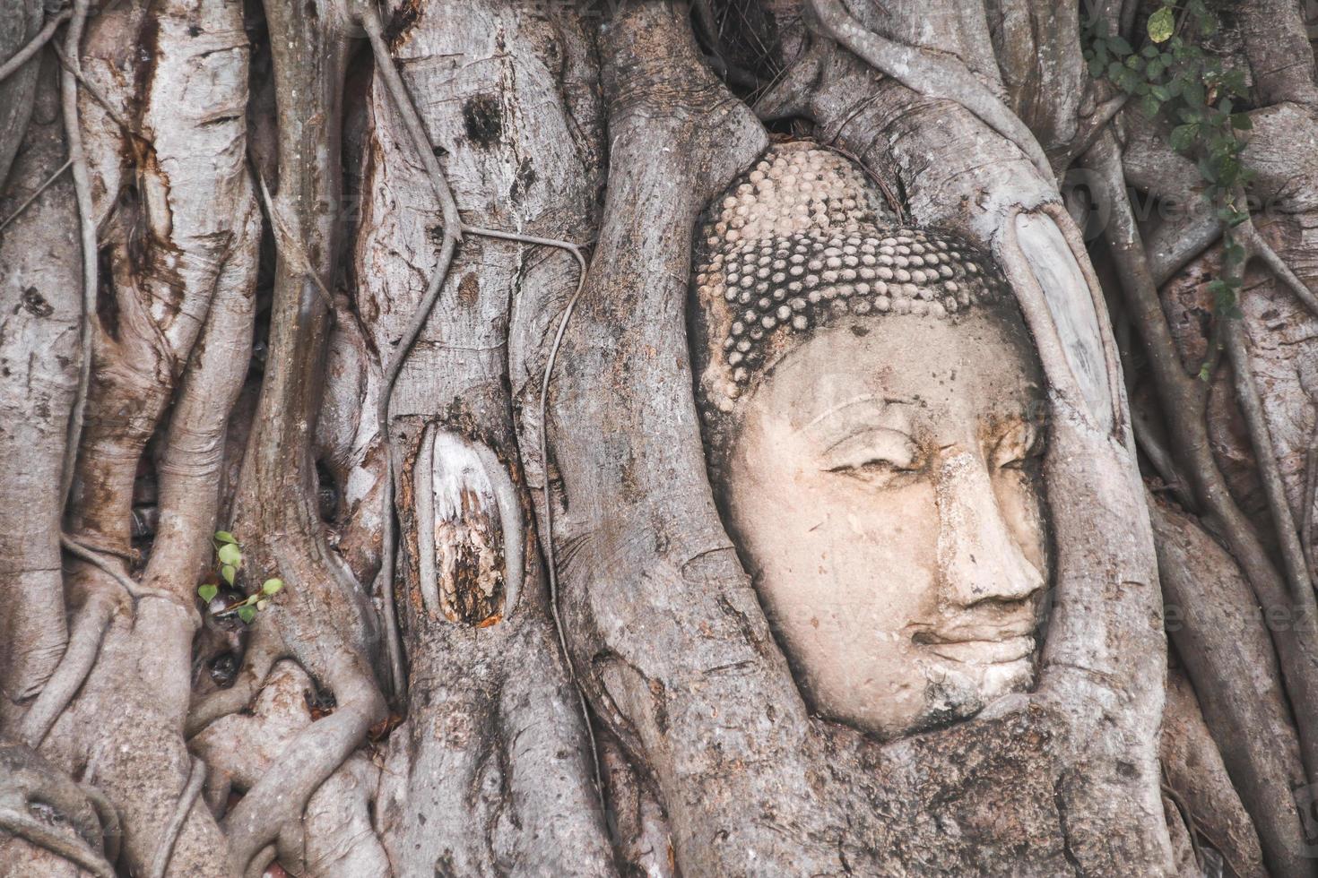 Buddha Head statue trapped in Bodhi Tree roots photo