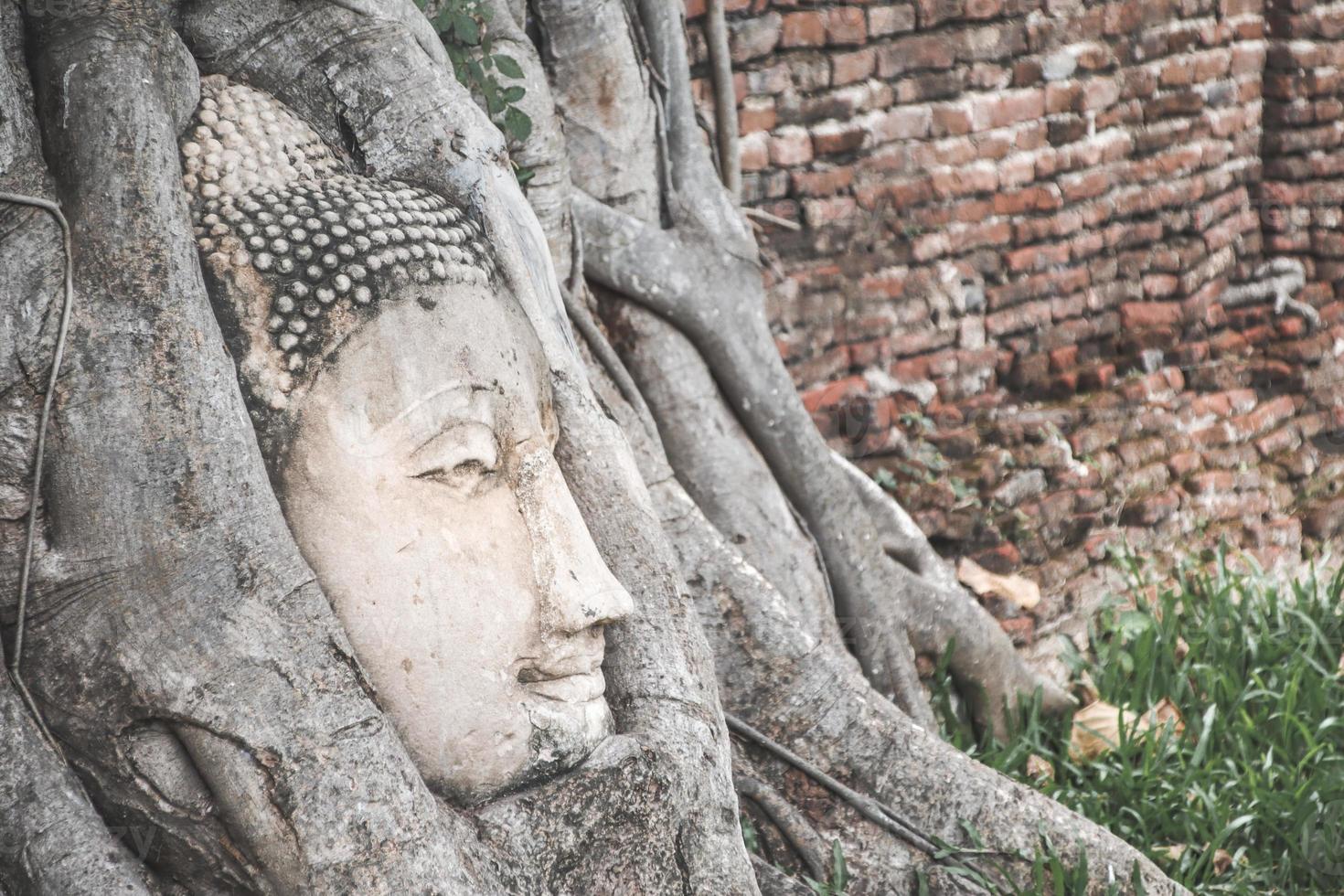 Buddha Head statue trapped in Bodhi Tree roots photo