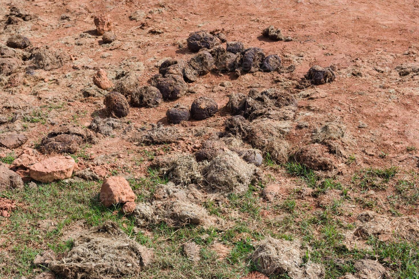 dung elephant at salt lick photo