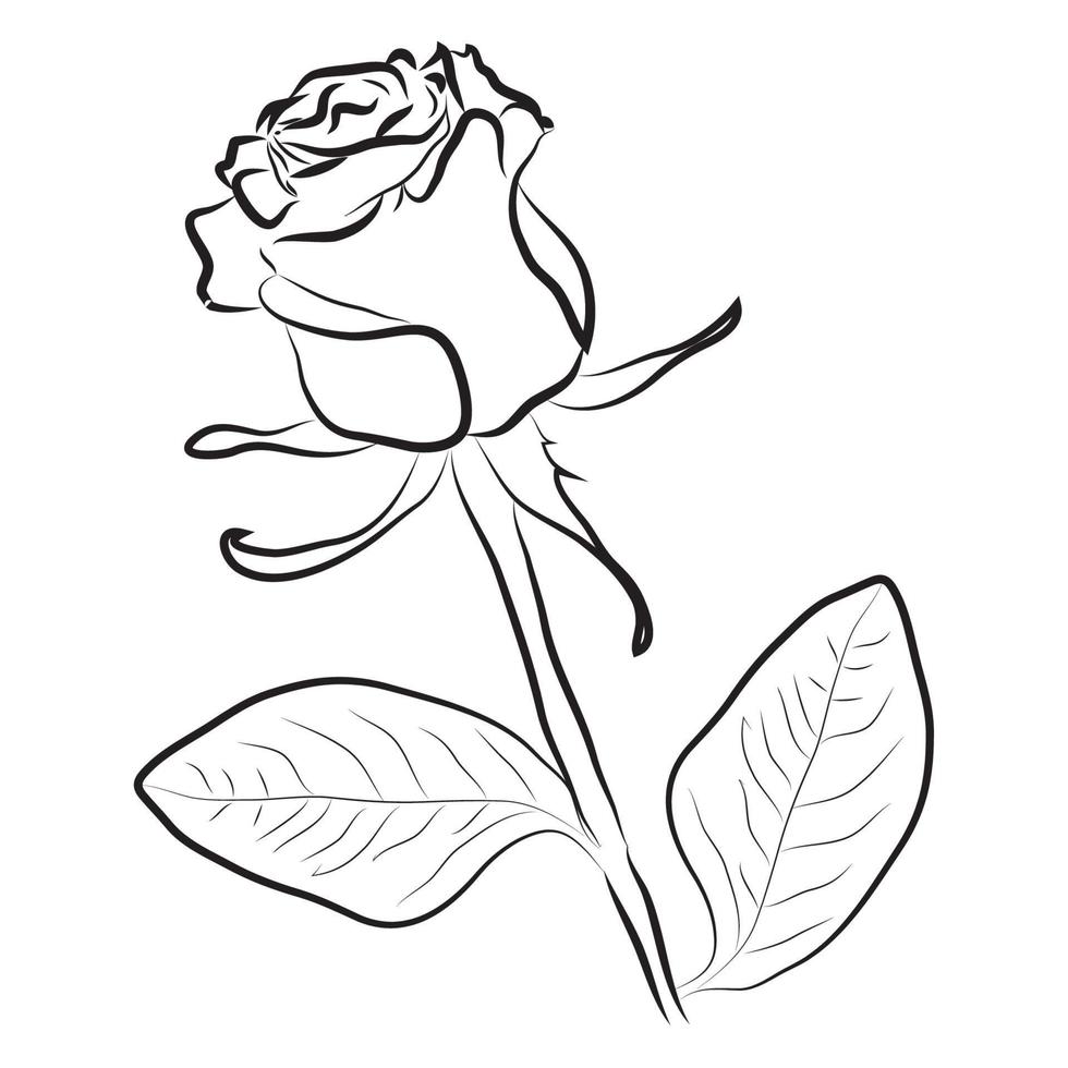 rose flower silhouette with black outline on white background vector