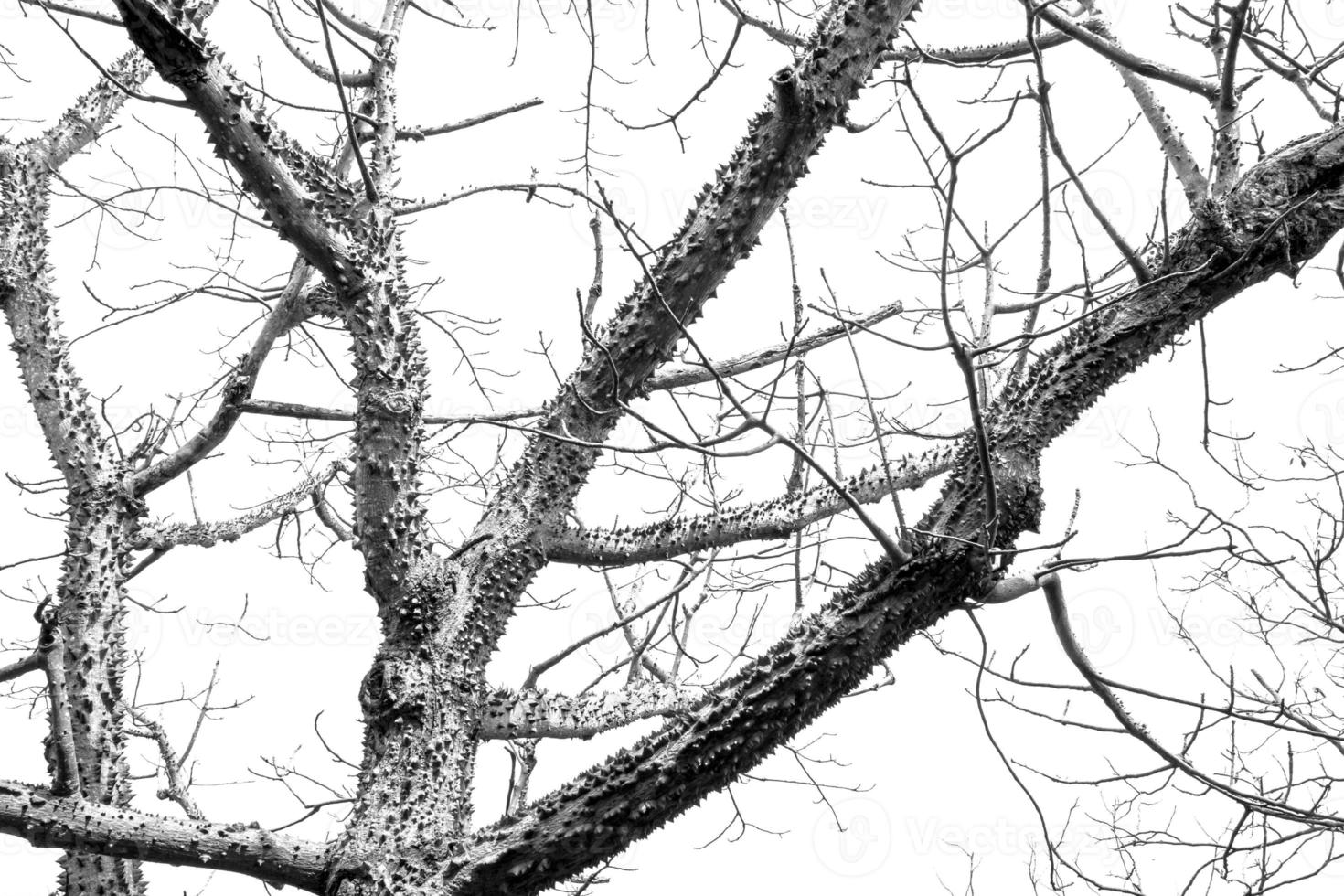 La piel del árbol bombax monocromo arroja hojas en foreston,aislado sobre fondo blanco. foto