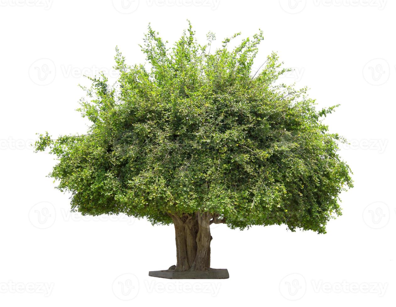 green tree isolated on white background photo