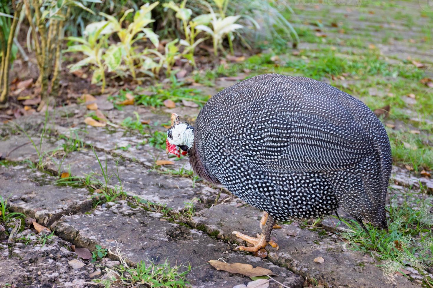 Beautiful guinea fowl in garden photo