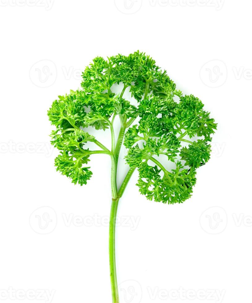 Parsley leaf or Petroselinum crispum leaves isolated on white background ,Green leaves pattern photo