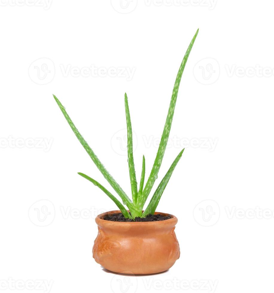 Aloe vera is a herb in pot with water drop on background photo