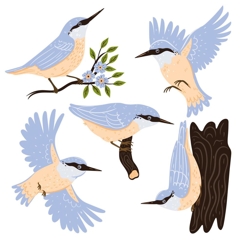 Set of nuthatch birds isolated on white background. Vector graphics.